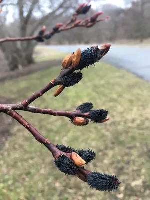 Пион древовидный Весенняя ива с доставкой! 🌱 [810146]