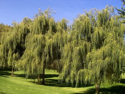 Ива моупинензис, salix moupinensis