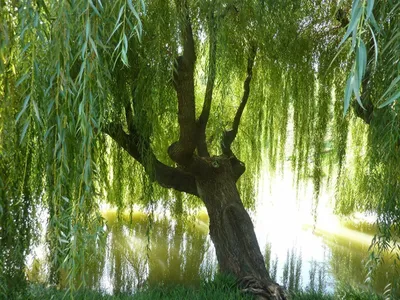 Ива ломкая – дерево и древесина – Salix fragilis
