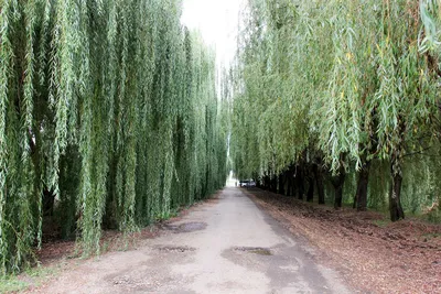 Ива серебристая, белая