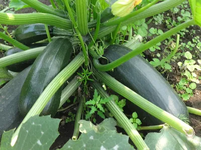 🥬Тыквы и кабачки на компостной куче: никакого ухода до сбора урожая.  Посадка тыквы