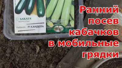 Что делать, если гниют кабачки на грядке - спасаем урожай — УНИАН