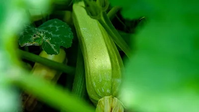 🥬Тыквы и кабачки на компостной куче: никакого ухода до сбора урожая.  Посадка тыквы