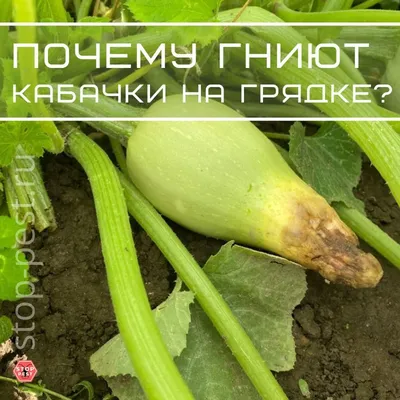 Вы раньше такого не пробовали: торт из кабачков с начинкой из моркови, яиц  и плавленого сыра — нереально вкусный, обходится в копейки