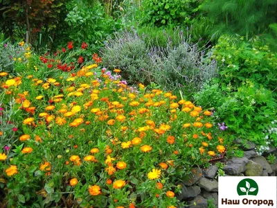Календула в саду летом стоковое изображение. изображение насчитывающей рост  - 155853093