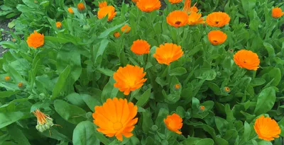 Оранжевые цветочные календулы горшечные; румянец, календула обыкновенная,  календула шотландская - – Garden Seeds Market | Бесплатная доставка