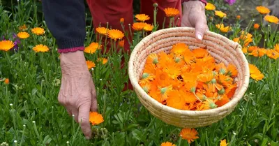 Настойка из календулы: природное лекарство и косметическое средство |  Agro-Market