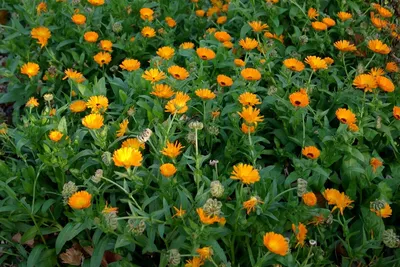 Семена цветов ДОМ СЕМЯН Календула лекарственная \"Неон\" (Польша) - «🌼  Красивая клумба цветов из календулы. Самосев. Выращивание 🧡Применение для  сада и лица» | отзывы