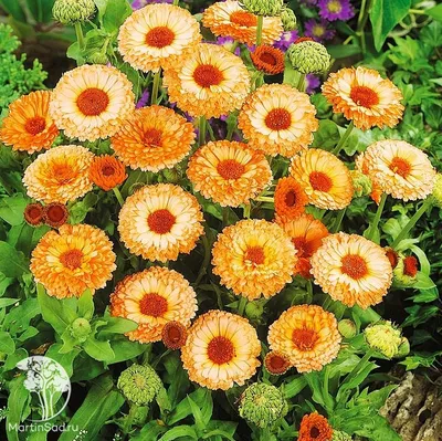 Календула~Pot marigold~Гули... - Gulu Giyoh / Гулу Гиёҳ | Facebook