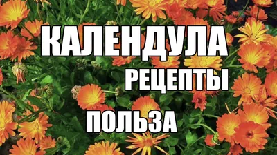 5 цветов, которые обязательно должны быть на вашем участке | В цветнике  (Огород.ru)