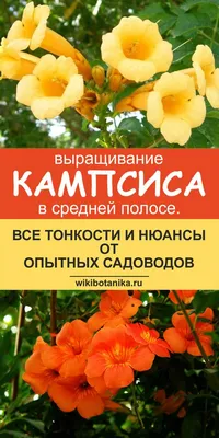 Выращивание кампсиса в средней полосе. Все тонкости и нюансы от опытных  садоводов | Кампсис, Солнцелюбивые растения, Цветоводство
