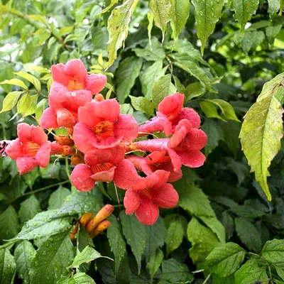 Кампсис укореняющийся – Одеський ботанічний сад
