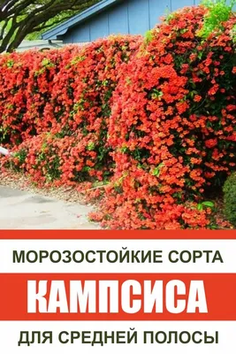 Вьющиеся растения : Campsis . Кампсис укореняющийся Атропурпуреа