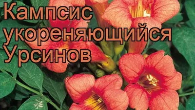 Морозостойкие сорта кампсиса для средней полосы | Озеленение вдоль забора,  Кампсис, Цветочный сад