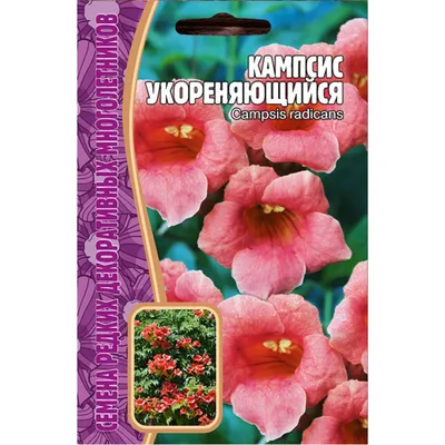 Кампсис Укореняющийся Джуди – купить саженцы и луковицы в интернет-магазине  Лафа с доставкой по Москве, Московской области и России