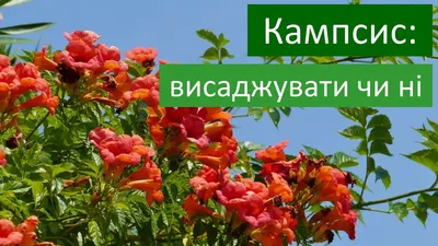 Форзиция, кампсис, жимолость декоративная.: 30 грн. - Сад / огород Харьков  на Olx