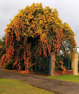 Кампсис укореняющийся Flamenco - Кампсис - GardenPlants