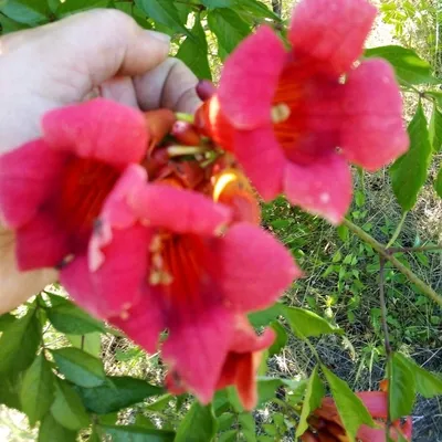 Текомария капская и кампсис (Tecomaria и campsis) | Дача Сегодня