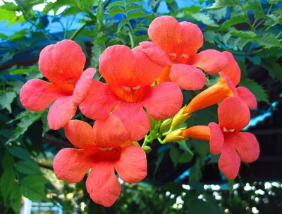 Кампсис. (Campsis radicans) купить в интернет-магазине ЦВІТСАД с доставкой  по Украине
