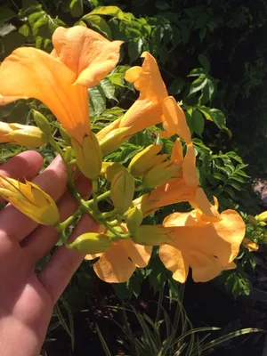 Кампсис укореняющийся купить
