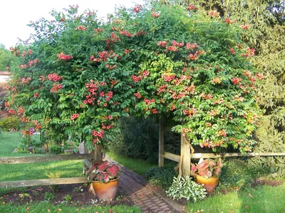 Кампсис укореняющийся (Campsis radicans) – Вьющиеся растения Буква «К» -  цветочный портал Ваш Сад!