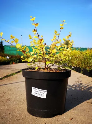 Береза карликовая (betula nana) 🌿 карликовая береза обзор: как сажать,  саженцы березы - YouTube