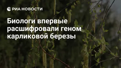 Фото с тегом «карликовая берёза» — Russian Traveler