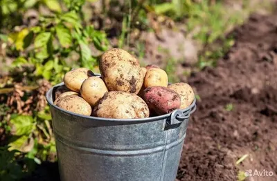 Картофель в ведре на природе Стоковое Изображение - изображение  насчитывающей овощ, напольно: 183815429