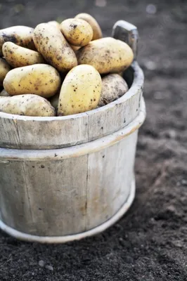 Ведро картошки 12 л — купить в Красноярске. Картофель на интернет-аукционе  Au.ru