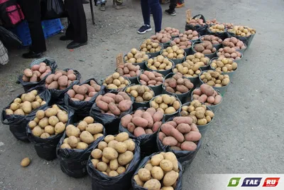 Свежие картофеля в ведре на местах. Недавно сжатые картофеля в огороде.  Стоковое Фото - изображение насчитывающей пакостно, органическо: 195551394