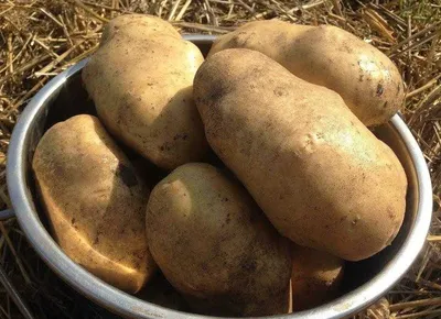 Выращиваем картошку в ведре или горшке | Капризская. Блог растениевода |  Дзен