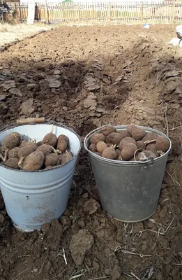 Свежие картофеля в ведре на местах. Недавно сжатые картофеля в огороде.  Стоковое Фото - изображение насчитывающей природа, рост: 195551074