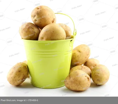 Как увеличить урожай картофеля - как собрать ведро с одного куста | OBOZ.UA