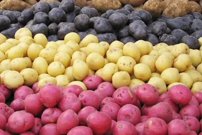 Продам свежий картофель ведро 12 л 600 руб т. 89643081945 | Кандалакшский  огородник | ВКонтакте