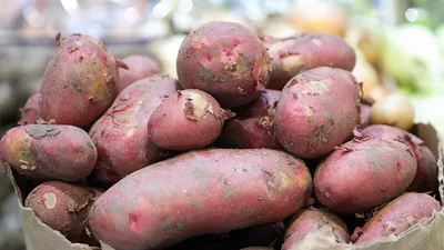 собирать овощи картофеля в пластиковом ведре Стоковое Изображение -  изображение насчитывающей зрело, дело: 227324701