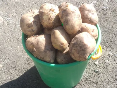 Продам молодой крупный картофель! ( Ведро 12 л) цена 450 р за ведро.  С.веденка.Приезжайте сами кому надо! Номер телефона… | Instagram