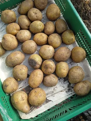 Как посадить ведро картошки, а выкопать 10. Пенсионерка из Новороссийска  делится секретами – Новости Новороссийска