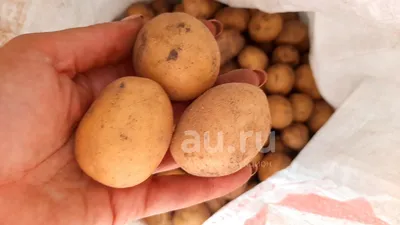Сколько стоит картошка: о цене за ведро и за килограмм | 07.09.2020 |  Новости Гая - БезФормата