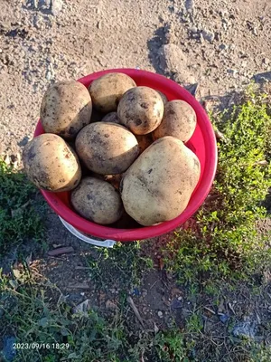 Сажаю 2 ведра картошки, а собираю всегда по 8-9 ведер! Фермер рассказал про  2 простых хитрости | Твоя Дача | Дзен