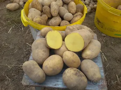 Картофель, выращенный в его саду фермер держит в руках овощи еда | Премиум  Фото