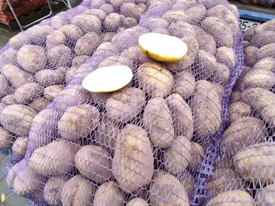 Картофель в сетке — купить в Красноярске. Картофель на интернет-аукционе  Au.ru