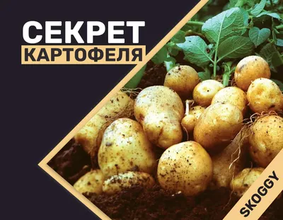 Я ж вам яшчэ і мяшок на плечы паддам». Вы еще не запаслись картошкой на  зиму? Смотрите, до каких пределов упадет цена на бульбу в Молодечно -  Kraj.by