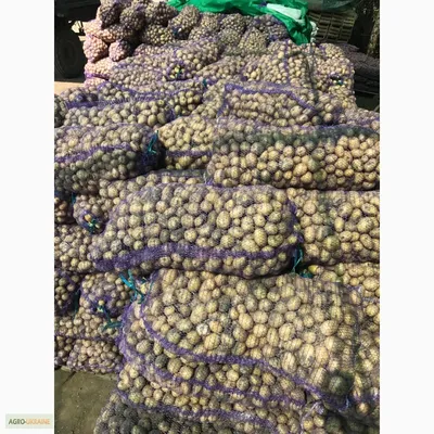 Сетка для картофеля - купить в Москве, сетка-мешок для картофеля - цена от  производителя Новый Век Агротехнологий