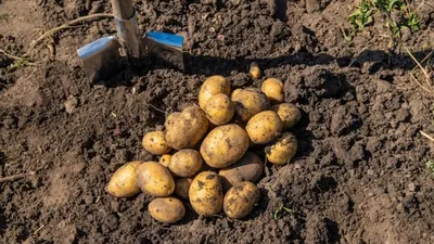 Как собрать большой урожай картошки | РБК Украина