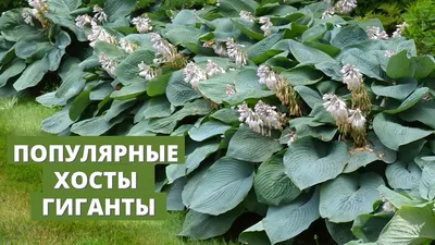 Создайте уникальную атмосферу в своем саду с помощью хосты и умелого  оформления тенистых участков! - Green Market