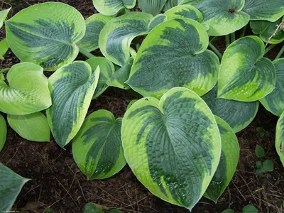 https://zakazvsad.ru/product/khosta-gibridnaya-bressingkham-blyu-hosta-hybrida-bressingham-blue/