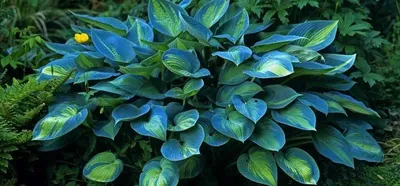 ХОСТА (Hosta) / Питомник растений КФХ \"САД МЕЧТЫ\" - АГРОНОМЫ ТИМИРЯЗЕВСКОЙ  АКАДЕМИИ