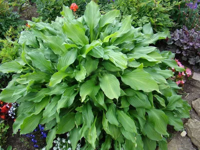 Лучшие виды хосты для вашего сада: от обыкновенной до Франс Хальс - Green  Market