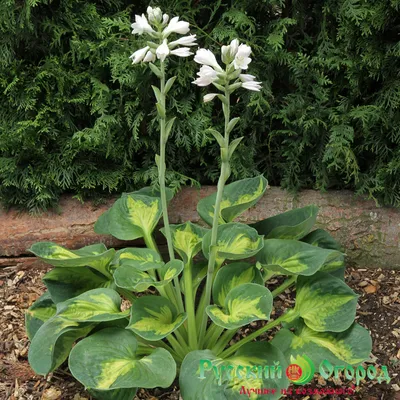 Купить Хоста гибридная (листья зеленые) (Hosta hybrida) от 399 руб. в  интернет-магазине Архиленд с доставкой почтой по Москве и в регионы