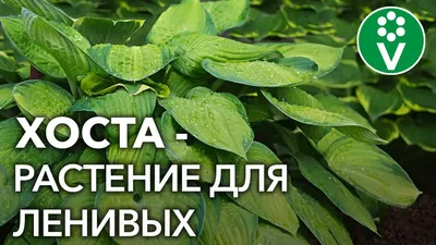 Экспозиция хост в Ботаническом саду 2020